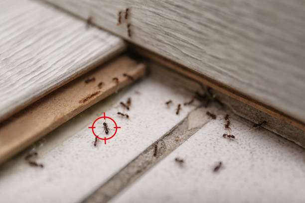 Best Flea Control Services  in Hamlin, WV