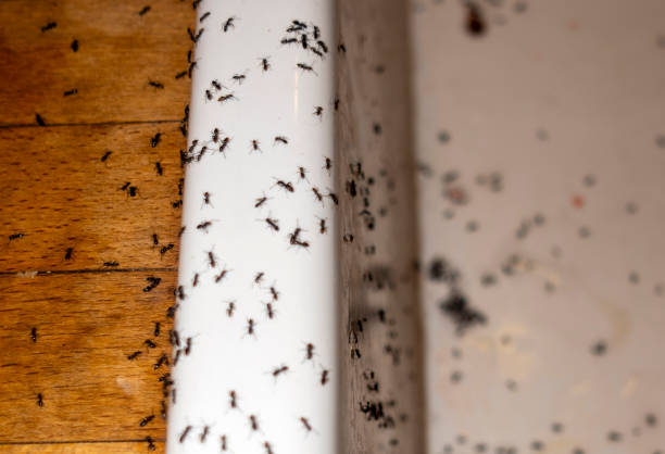 Best Cockroach Control Services  in Hamlin, WV