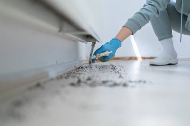 Best Affordable Pest Control Services  in Hamlin, WV